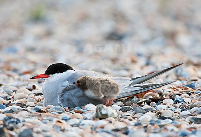 Visdief adult on its nest; Common Tern volwassen op zijn nest stock-image by Agami/Marc Guyt,