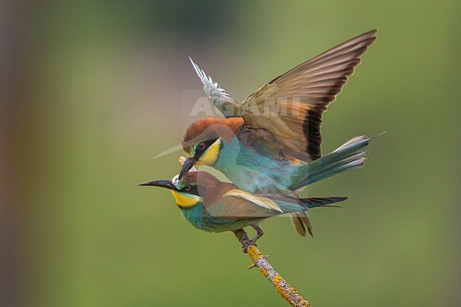 Bijeneters parend, European Bee-eater mating stock-image by Agami/Daniele Occhiato,