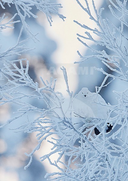 Vrouwtje Moerassneeuwhoen in de sneeuw, Female Willow Ptarmigan in snow stock-image by Agami/Markus Varesvuo,