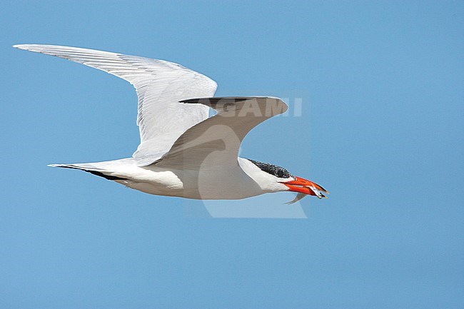 Caspian Tern in flight stock-image by Agami/Wil Leurs,