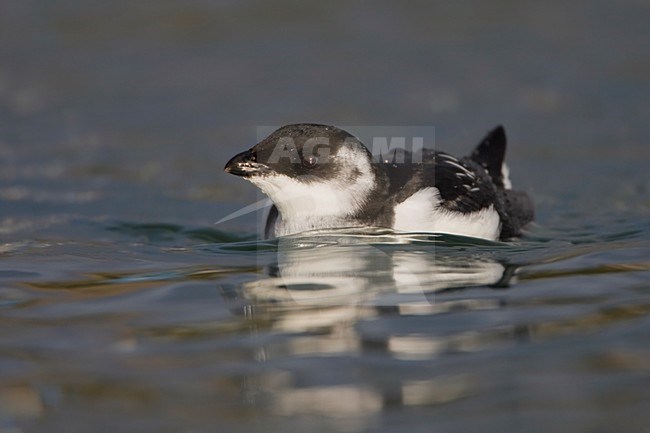 Kleine Alk in winterkleed zwemmend; Little Auk in winter plumage swimming stock-image by Agami/Arie Ouwerkerk,