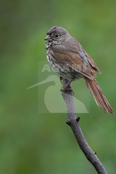 Slate-colored Fox Sparrow (Passerella (iliaca) schistacea) in North-America. stock-image by Agami/Dubi Shapiro,