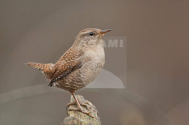 Northern Wren - Zaunkönig - Troglodytes troglodytes ssp. troglodytes, Germany, adult stock-image by Agami/Ralph Martin,