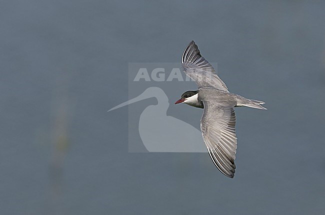 Volwassen Witwangstern in vlucht, Adult Whiskered Tern in flight stock-image by Agami/Markus Varesvuo,
