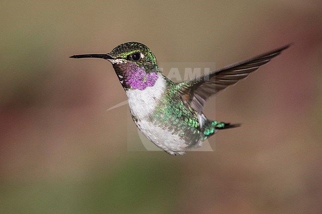 A male White-bellied Woodstar (Chaetocercus mulsant) at Chingaza, Colombia. stock-image by Agami/Tom Friedel,