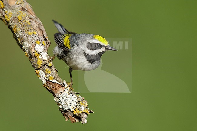 Adult male Golden-winged Warbler (Vermivora chrysoptera)
Galveston Co., Texas stock-image by Agami/Brian E Small,