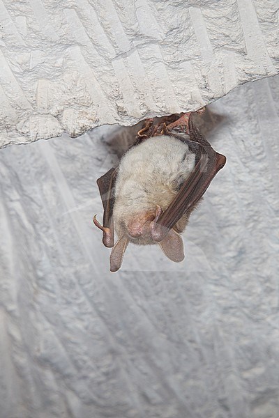 Vale vleermuizen in winterslaap, Greater Mouse Eared Bat in hibernation stock-image by Agami/Theo Douma,