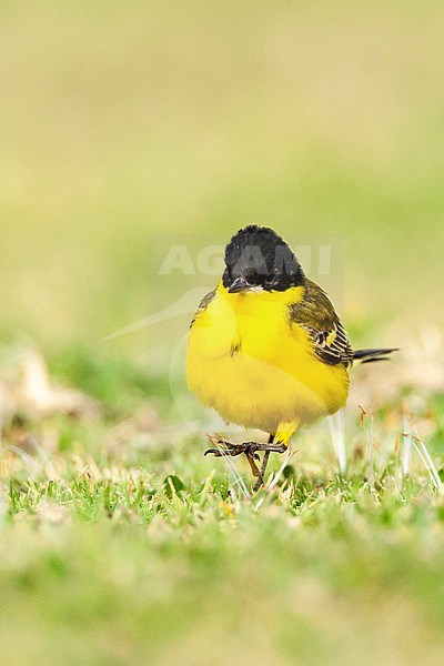 Black-headed Wagtail (Motacilla feldegg) during spring migration in Israel. stock-image by Agami/Marc Guyt,