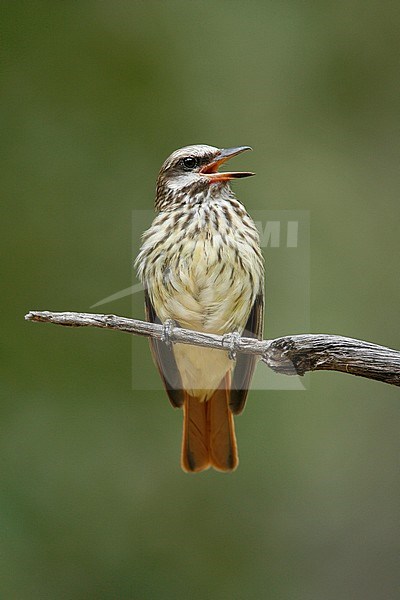 Adult
Cochise Co., AZ
July 2007 stock-image by Agami/Brian E Small,