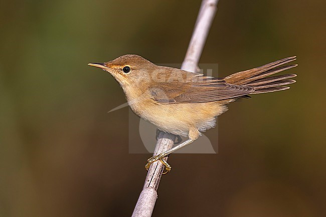 Eurasian Reed Warbler, Acrocephalus scirpaceus, in Italy. stock-image by Agami/Daniele Occhiato,