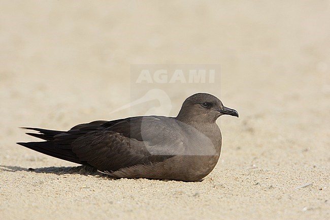 Parasitic Jaeger (Stercorarius parasiticus) dark phase resting on the beach stock-image by Agami/Arie Ouwerkerk,