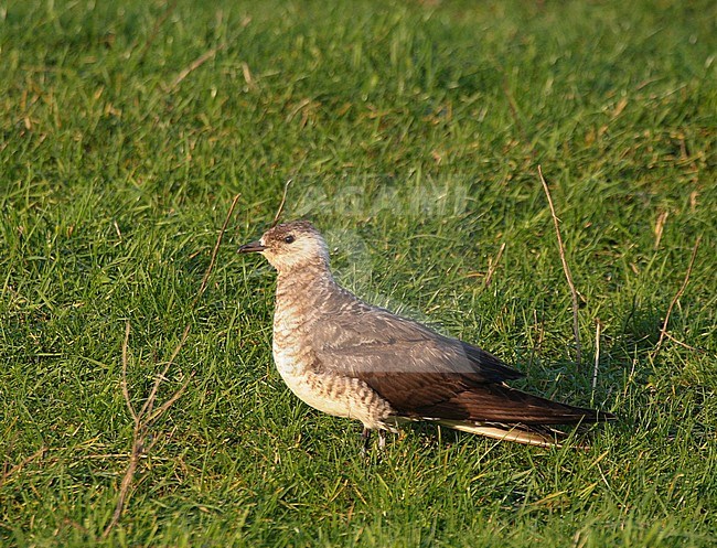 Subadult Arctic Skua (Stercorarius parasiticus) standing in green grass in the Netherlands during winter. Seldom seen plumage in Europe. stock-image by Agami/Edwin Winkel,