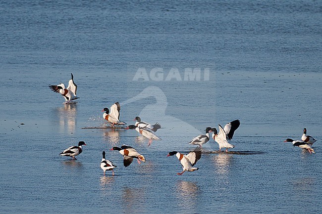 Common Shelduck - Brandgans - Tadorna tadorna, Germany stock-image by Agami/Ralph Martin,