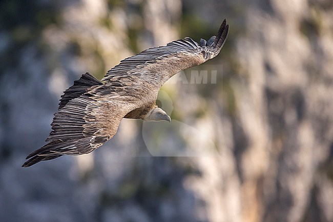 Vale Gier in vlucht, Griffon Vulture in flight stock-image by Agami/Daniele Occhiato,