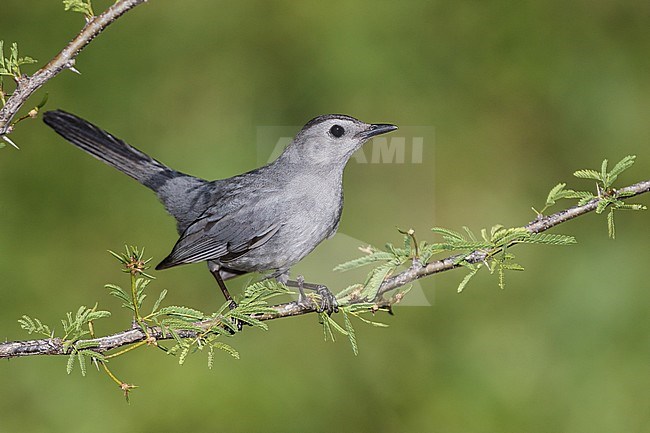 Katvogel, Gray Catbird stock-image by Agami/Brian E Small,