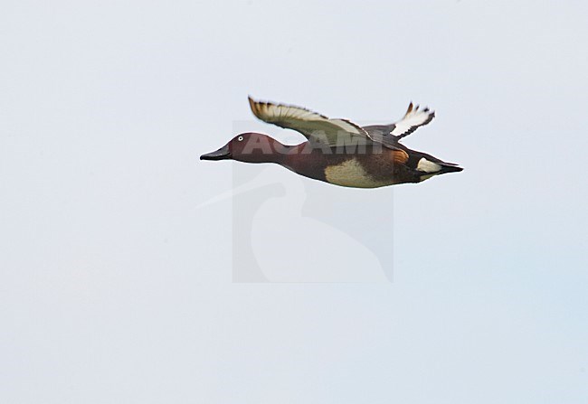 Witoogeend in vlucht; Ferruginous Duck in flight stock-image by Agami/Markus Varesvuo,