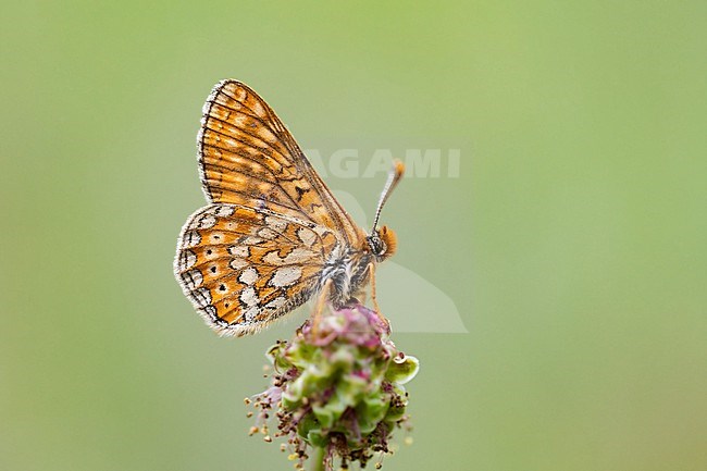 Marsh Fritillary, Euphydryas aurinia stock-image by Agami/Wil Leurs,