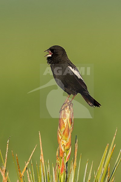 Adult male breeding
Weld Co., CO
June 2023 stock-image by Agami/Brian E Small,