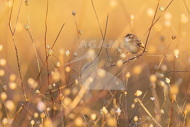 Zitting Cisticola (Cisticola juncidis), adult perched on a stem at sunset, Campania, Italy stock-image by Agami/Saverio Gatto,