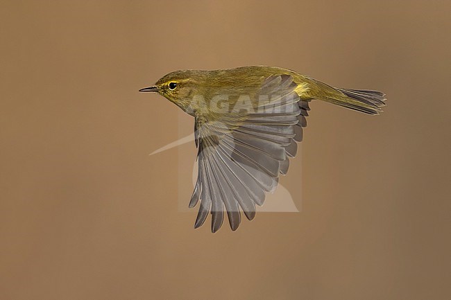 Common Chiffchaff, Phylloscopus collybita, in Italy. stock-image by Agami/Daniele Occhiato,