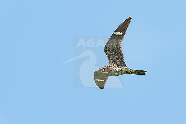 Adult male
Galveston Co., TX
April 2023 stock-image by Agami/Brian E Small,