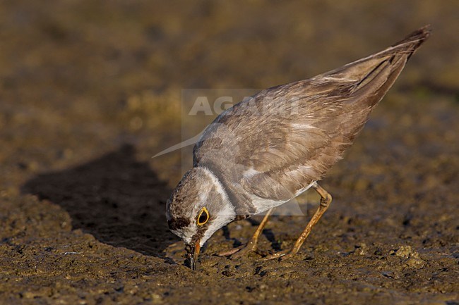 Kleine Plevier; Little Ringed Plover stock-image by Agami/Daniele Occhiato,