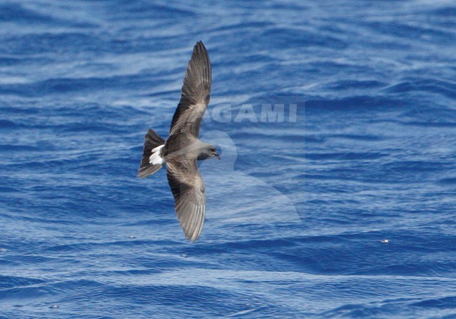 Vaal Stormvogeltje in vlucht, Leach's Storm-Petrel in flight stock-image by Agami/Mike Danzenbaker,