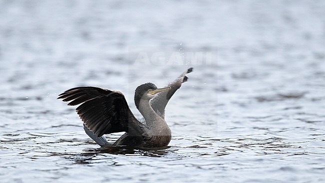 First-winter European Shag (Phalacrocorax aristotelis) wintering on inland location in the Netherlands. Flappings wings on the water. stock-image by Agami/Edwin Winkel,