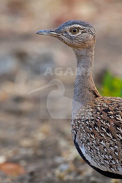 Red-crested Bustard (Lophotis ruficris) stock-image by Agami/Dubi Shapiro,