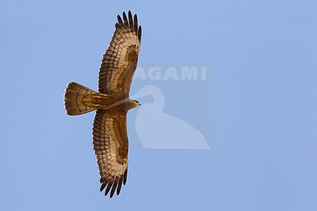 Juveniele Wespendief in de vlucht; Juvenile European Honey Buzzard in flight stock-image by Agami/Daniele Occhiato,