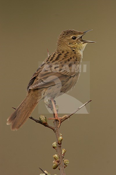 Common Grasshopper Warbler male singing; Sprinkhaanzanger man zingend stock-image by Agami/Menno van Duijn,