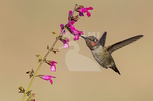 Immature male
Santa Barbara Co., CA
November 2021 stock-image by Agami/Brian E Small,