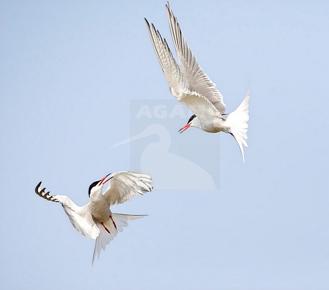 Vechtende Visdieven; Fighting Common Terns stock-image by Agami/Marc Guyt,