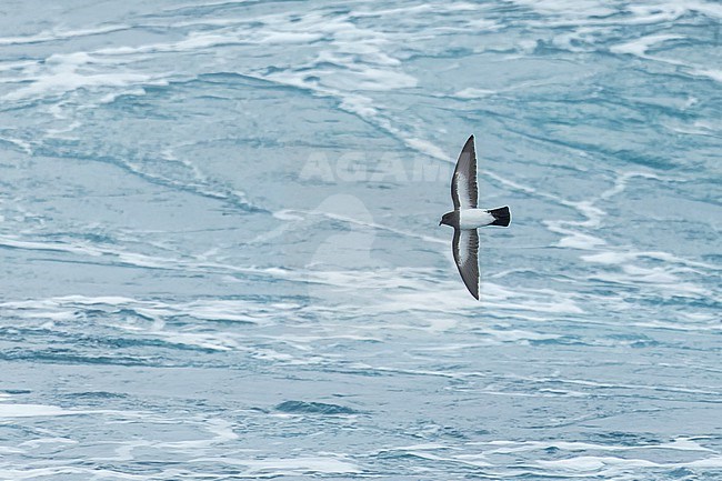 Inaccessible White-bellied Storm-Petrel (Fregetta grallaria leucogaster) in the Southern Atlantic Ocean, around the Tristan da Cunha and Gough islands. stock-image by Agami/Martijn Verdoes,