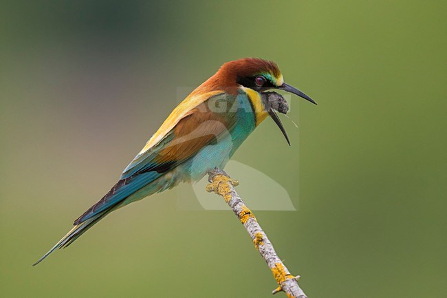 Bijeneter brakend, European Bee-eater throwing up stock-image by Agami/Daniele Occhiato,