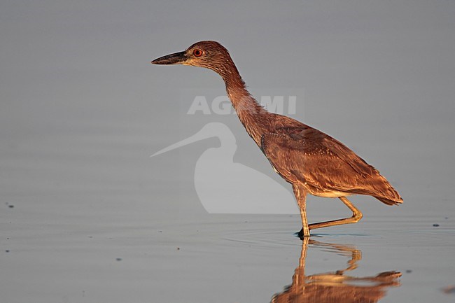 Geelkruinkwak juveniel langs de kust Mexico, Yellow-crowned Night-Heron juvenile along shoreline Mexico stock-image by Agami/Wil Leurs,