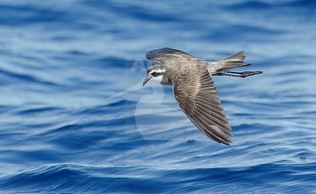 Latham's Storm Petrel (Pelagodroma (marina) maoriana) flying over the pacific ocean off North Island, New Zealand. stock-image by Agami/Marc Guyt,