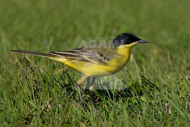 Cutrettola capinera; Black-headed Wagtail; Motacilla flava felde stock-image by Agami/Daniele Occhiato,