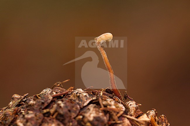 Oorlepelzwam; Earpick Fungus; Auriscalpium vulgare stock-image by Agami/Walter Soestbergen,