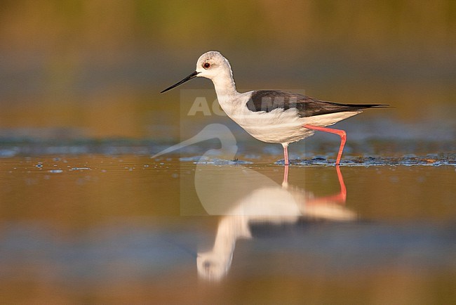 Black-winged Stilt (Himantopus himantopus), side view of an adult female standing in the water, Campania, Italy stock-image by Agami/Saverio Gatto,