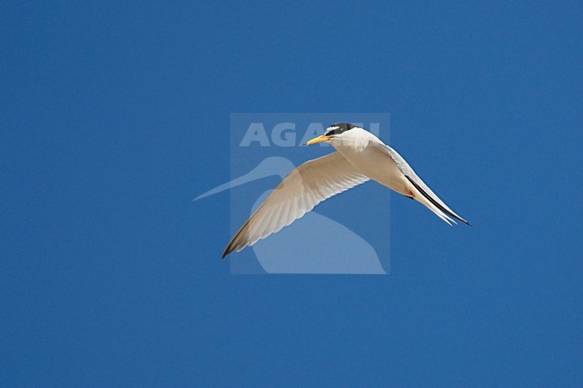 Dwergstern volwassen vliegend; Little Tern adult flying stock-image by Agami/Jari Peltomäki,