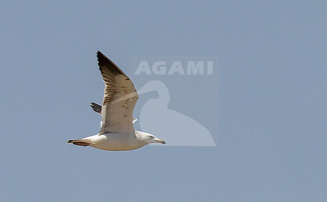 Second summer Heuglin's Gull (Larus heuglini) showing underwing in Egypt stock-image by Agami/Edwin Winkel,