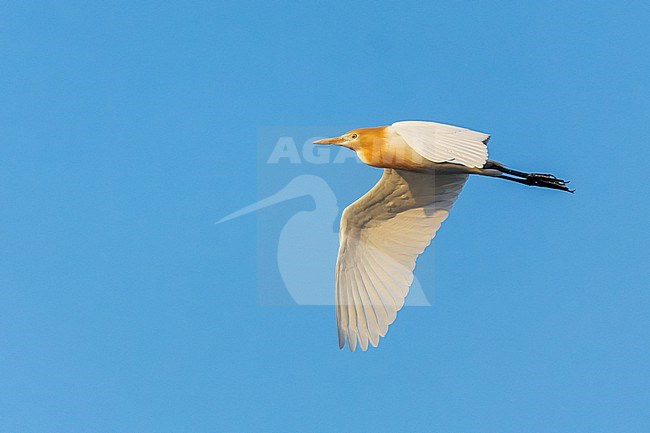 Adult Eastern Cattle Egret (Bubulcus coromandus) in breeding plumage migrating over the pacific ocean, heading towards Japan. stock-image by Agami/Marc Guyt,