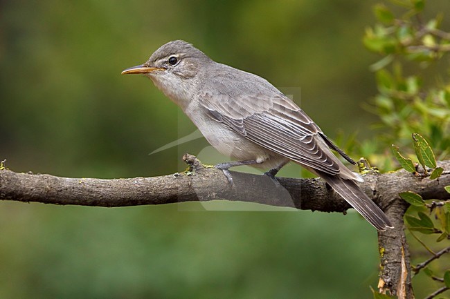 Griekse Spotvogel zittend op tak; Olive-tree Warbler perched on branch stock-image by Agami/Daniele Occhiato,