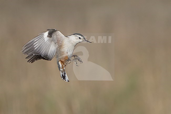 Adult female
Santa Barbara Co., CA
November 2021 stock-image by Agami/Brian E Small,