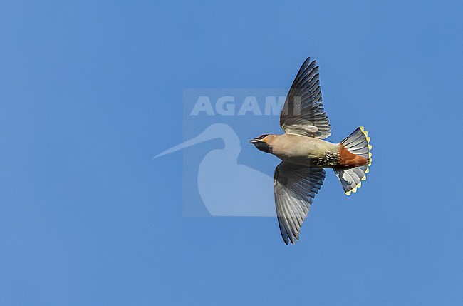 First-winter male Bohemian Waxwing (Bombicilla garrulus) on Texel, Netherlands. Catching insects in the air. stock-image by Agami/Marc Guyt,