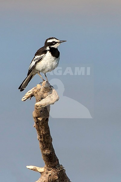 Mekongkwikstaart, Mekong Wagtail, Motacilla samveasnae stock-image by Agami/Dubi Shapiro,