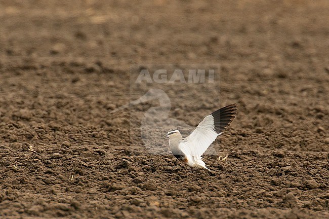 Adult Sociable Plover (Vanellus gregarius) standing with wings raised in an agricultural field in Germany. stock-image by Agami/Edwin Winkel,
