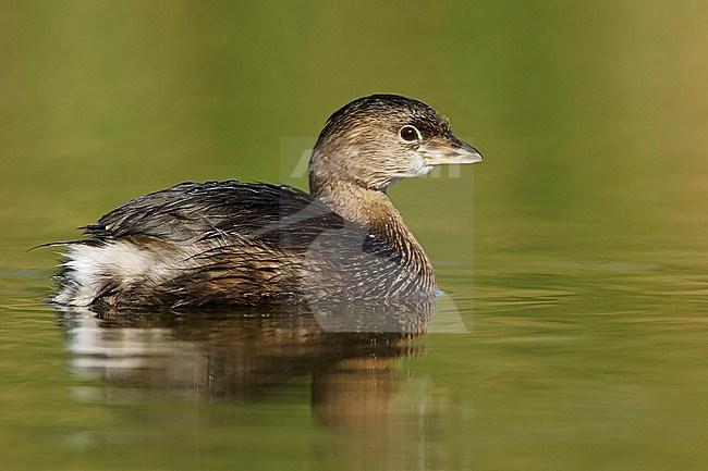 Adult non-breeding
Hidalgo Co., TX
January 2009 stock-image by Agami/Brian E Small,