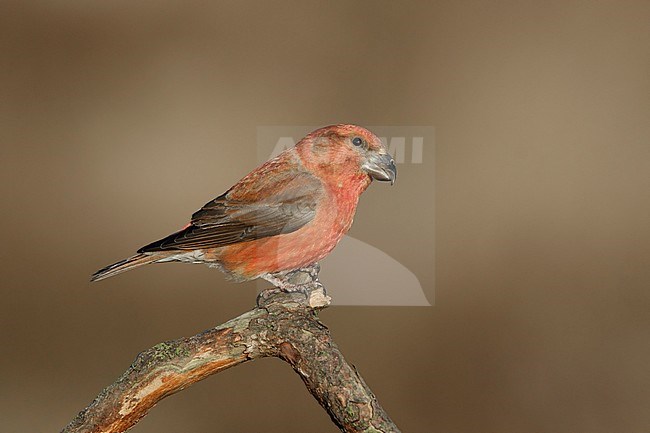 Grote Kruisbek zittend op tak, Parrot Crossbill pearched, stock-image by Agami/Walter Soestbergen,